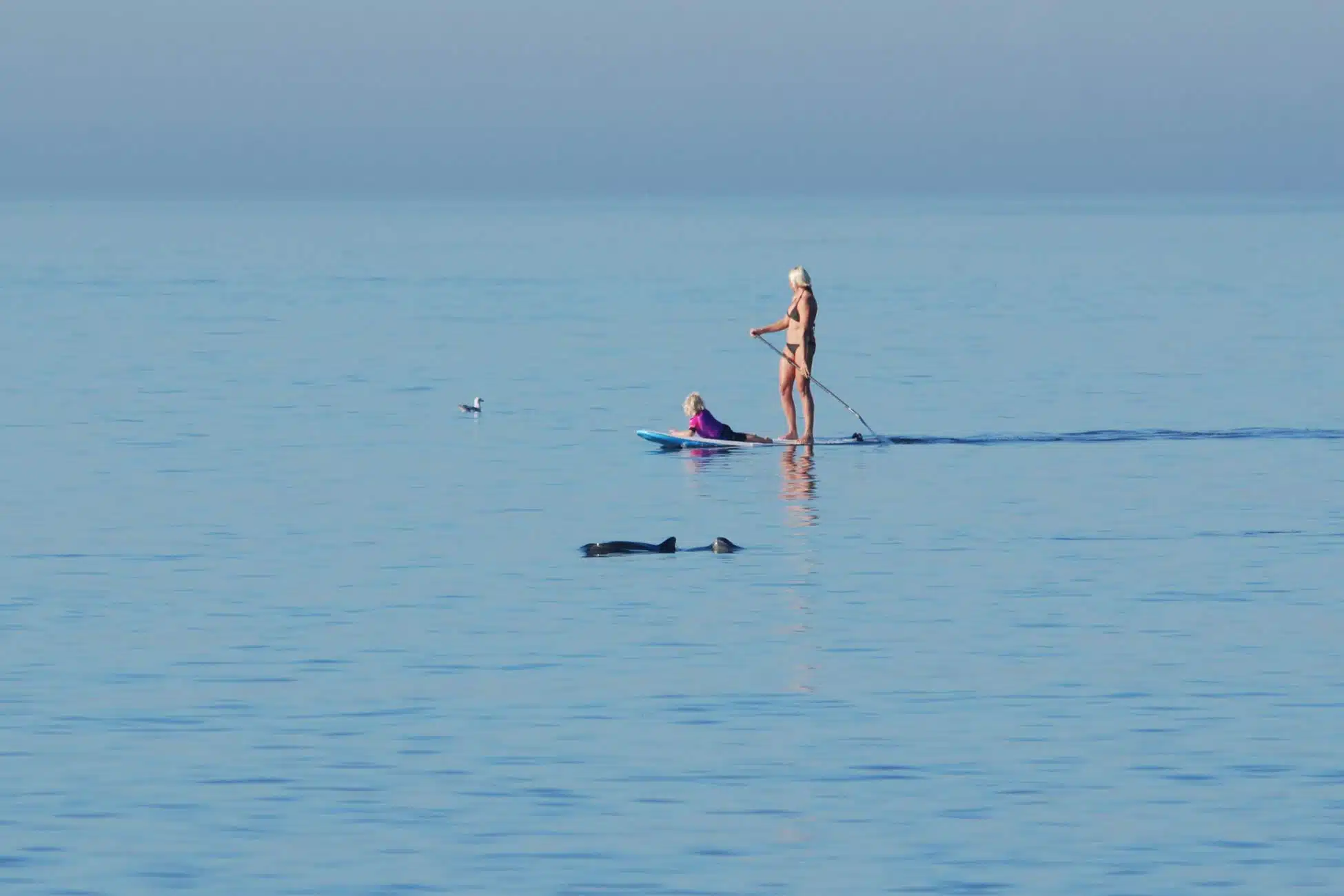 Schweinswale vor Sylt SUP Surfer