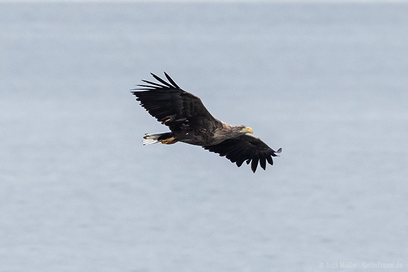 Seeadler im Flug Seeadler im Flug