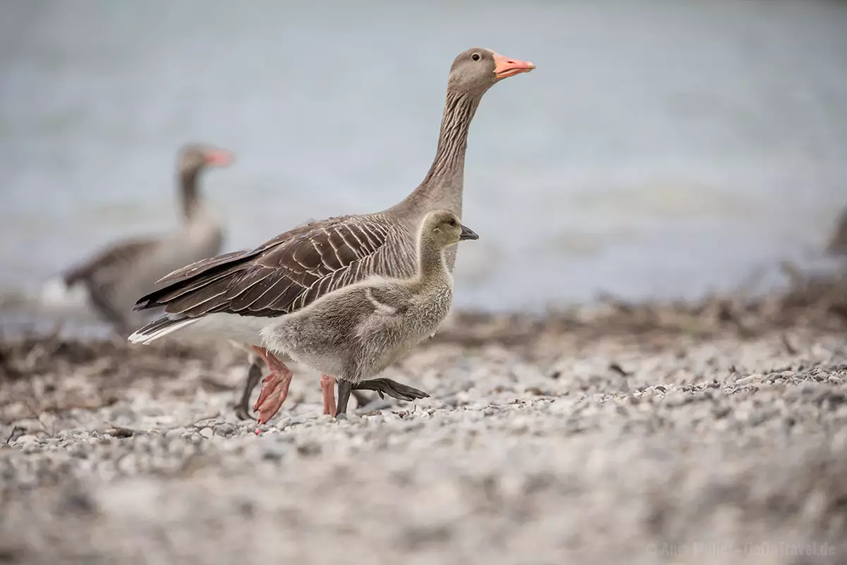 Gans mit ihrem Jungem Gans mit ihrem Jungem