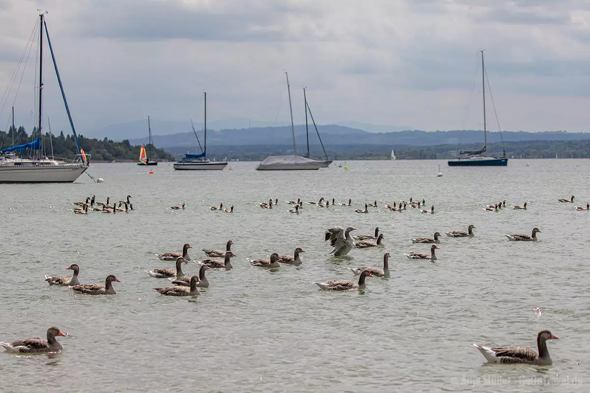 Viele Gänse auf dem Ammersee Viele Gänse auf dem Ammersee