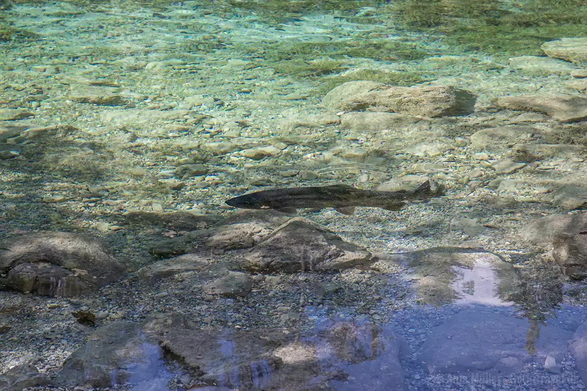 Forelle im Badersee Forelle im Badersee