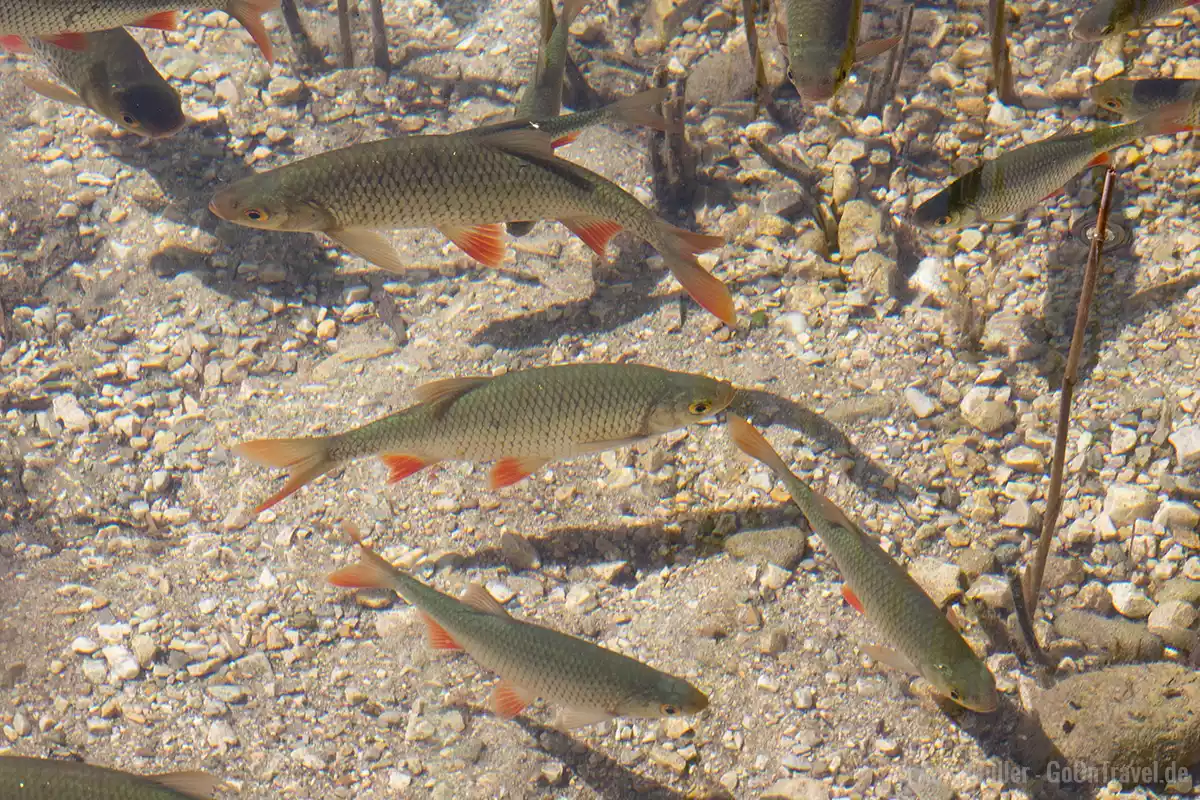Rotfeder im Thumsee Rotfeder im Thumsee
