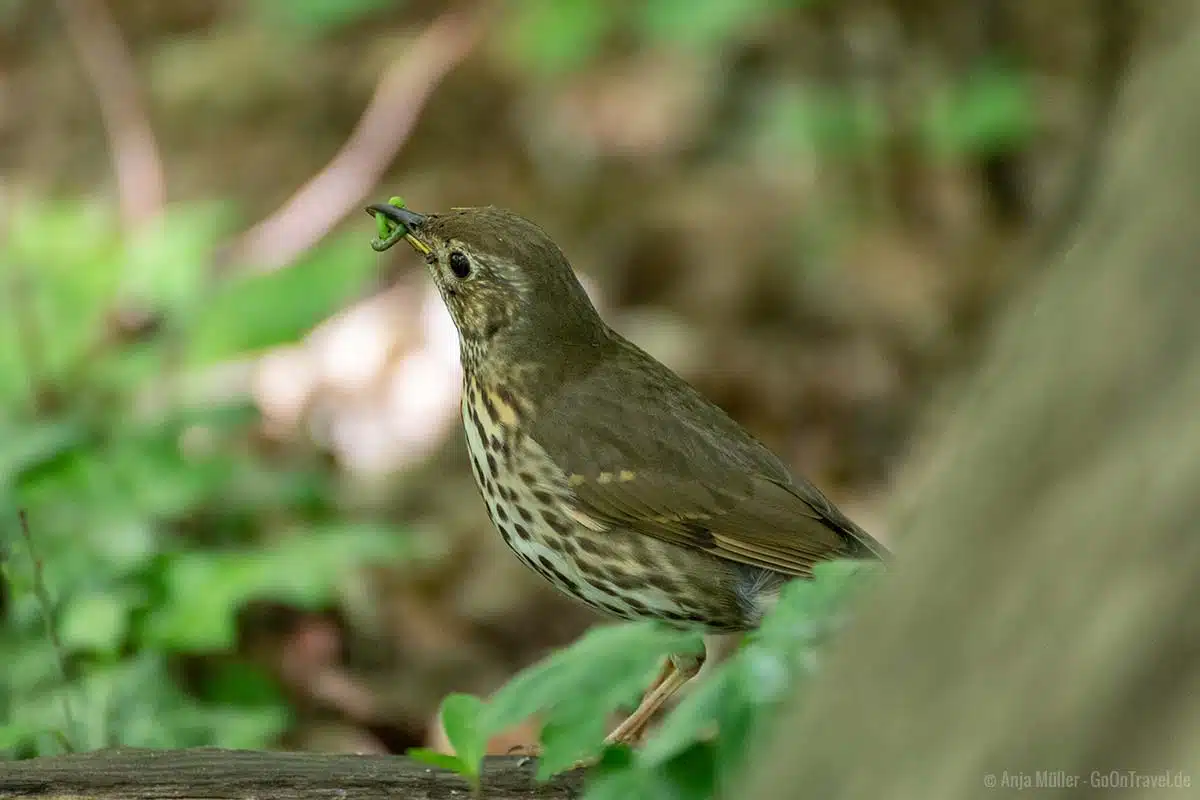 Singdrossel im Naturschutzgebiet Singdrossel im Naturschutzgebiet