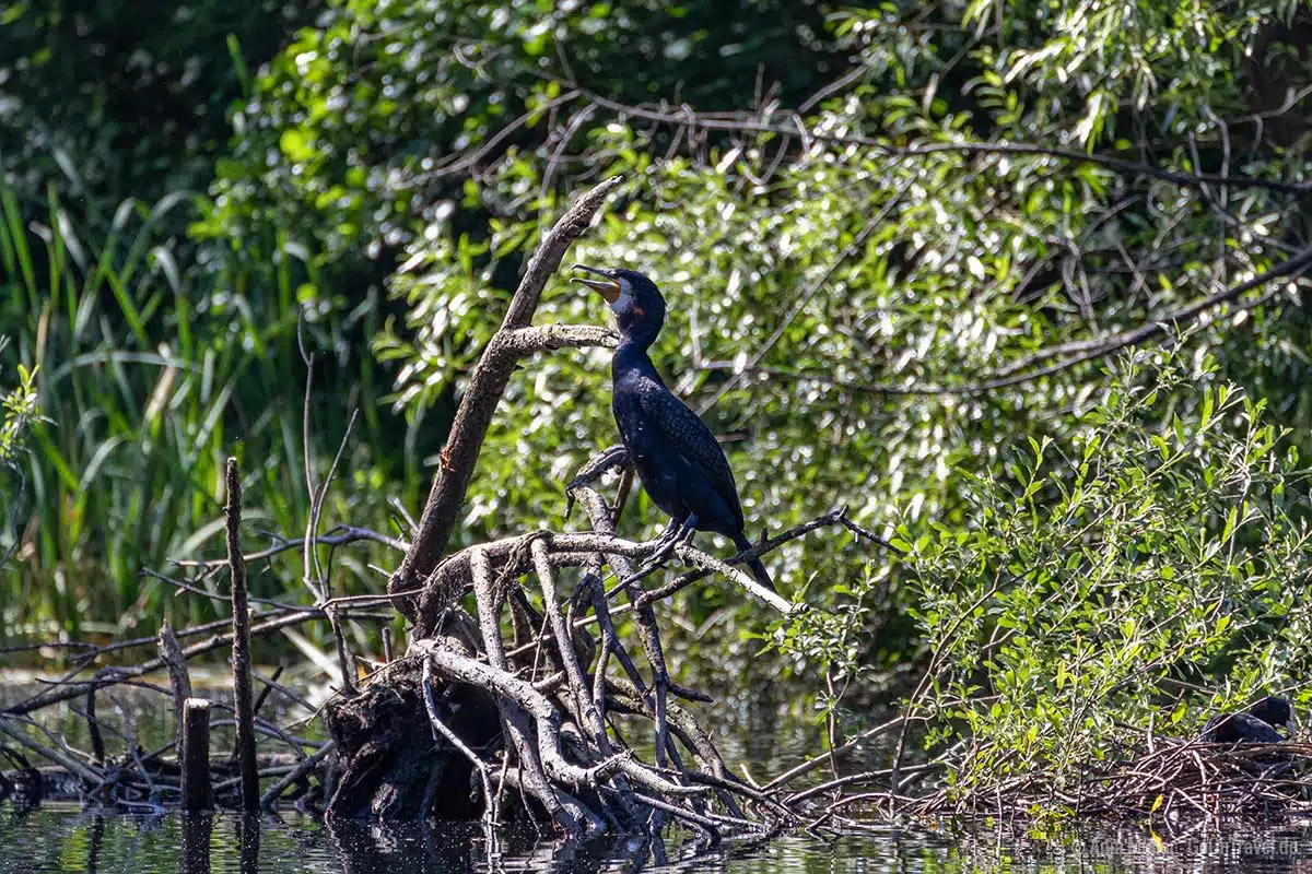 Kormoran am Feensee Kormoran am Feensee
