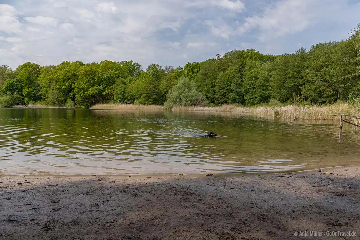 Der Grunewaldsee ist ein beliebter Badesee für Hunde