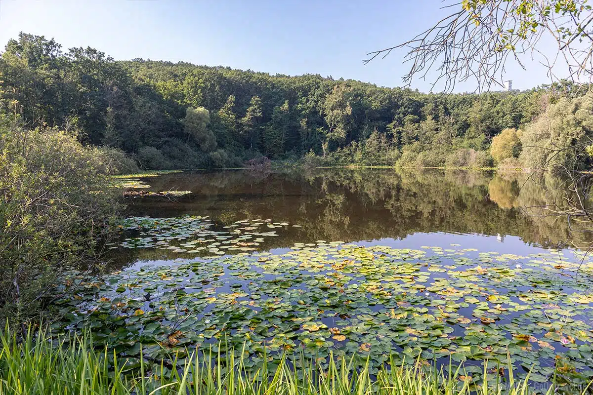 Seerosen auf dem Teufelssee Seerosen auf dem Teufelssee
