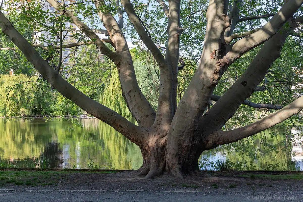 Alter Baum am Lietzensee Alter Baum am Lietzensee