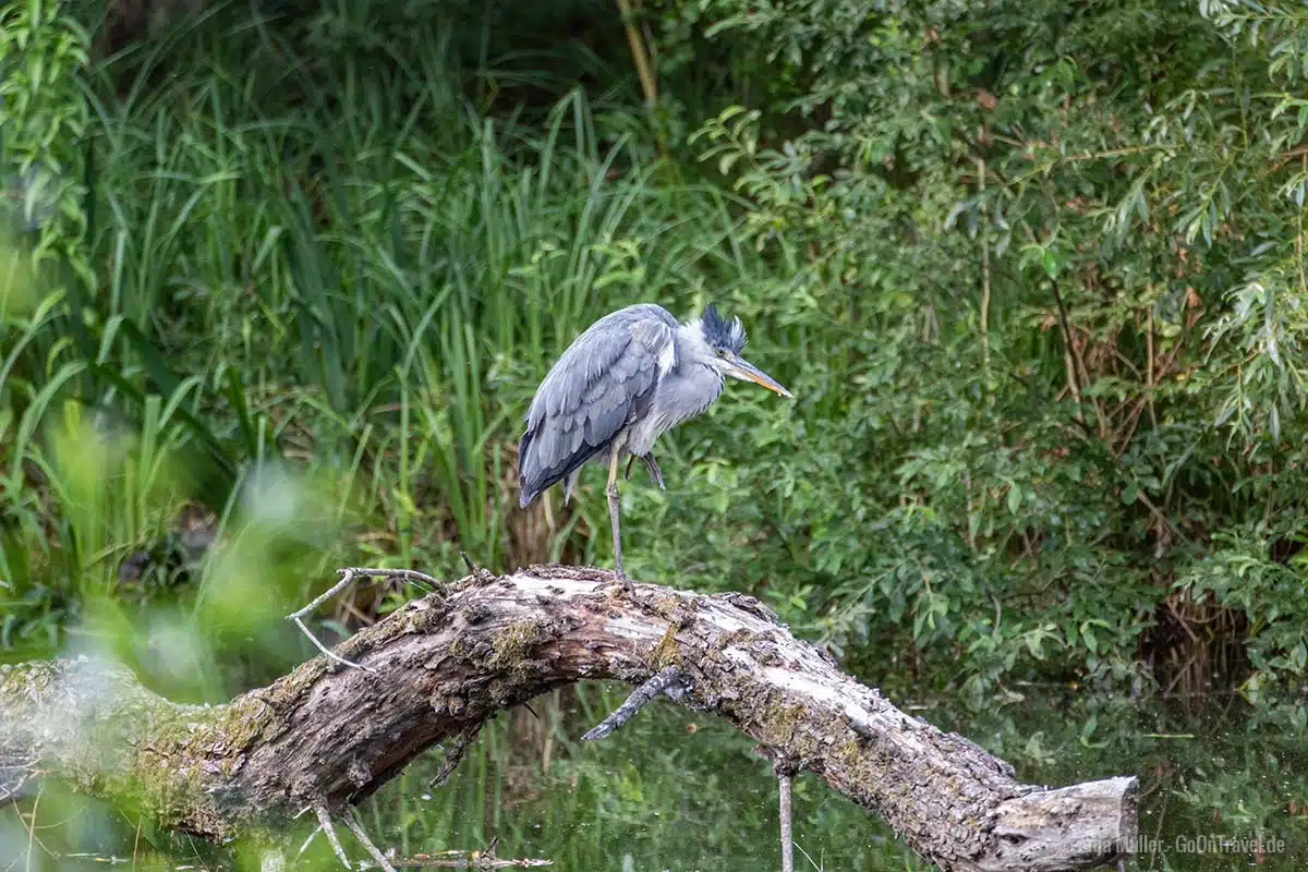 Graureiher am Möwensee Graureiher am Möwensee