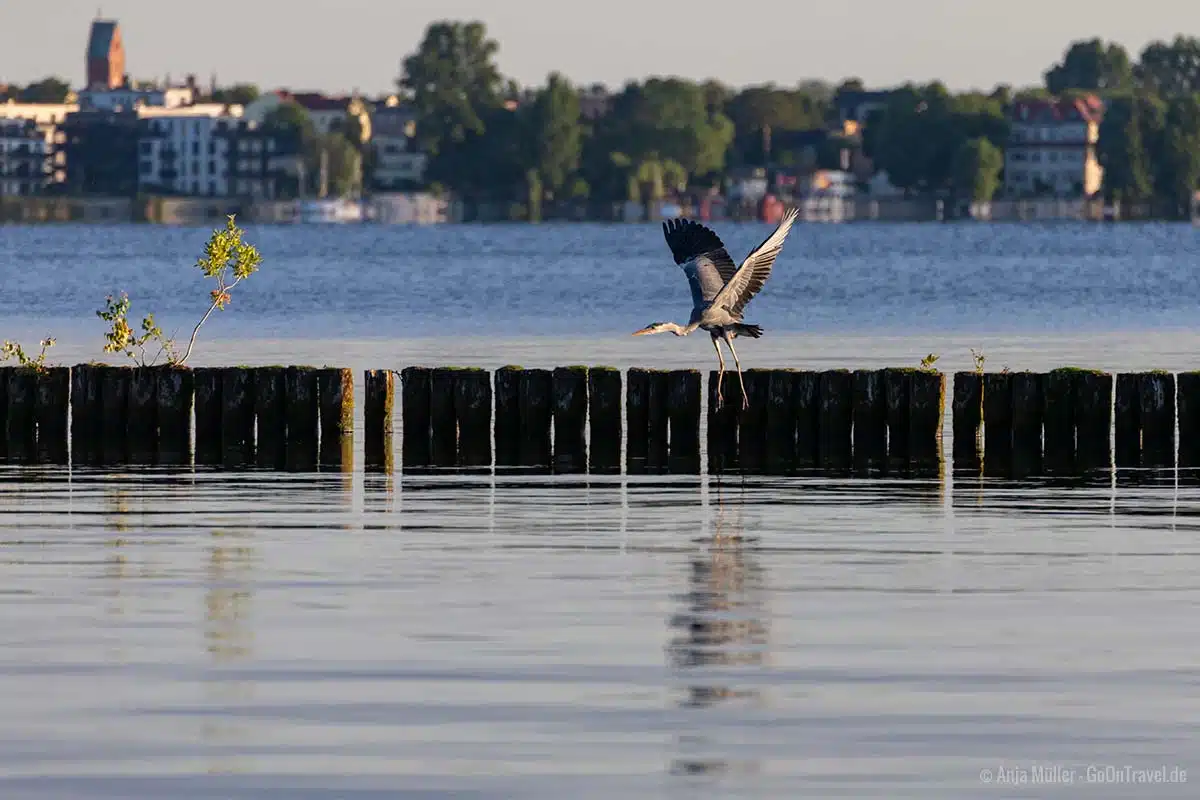 Blick auf Friedrichshagen vom Südufer aus Blick auf Friedrichshagen vom Südufer aus
