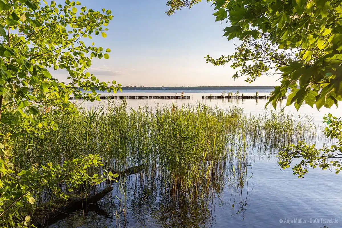 Südufer vom Müggelsee Südufer vom Müggelsee