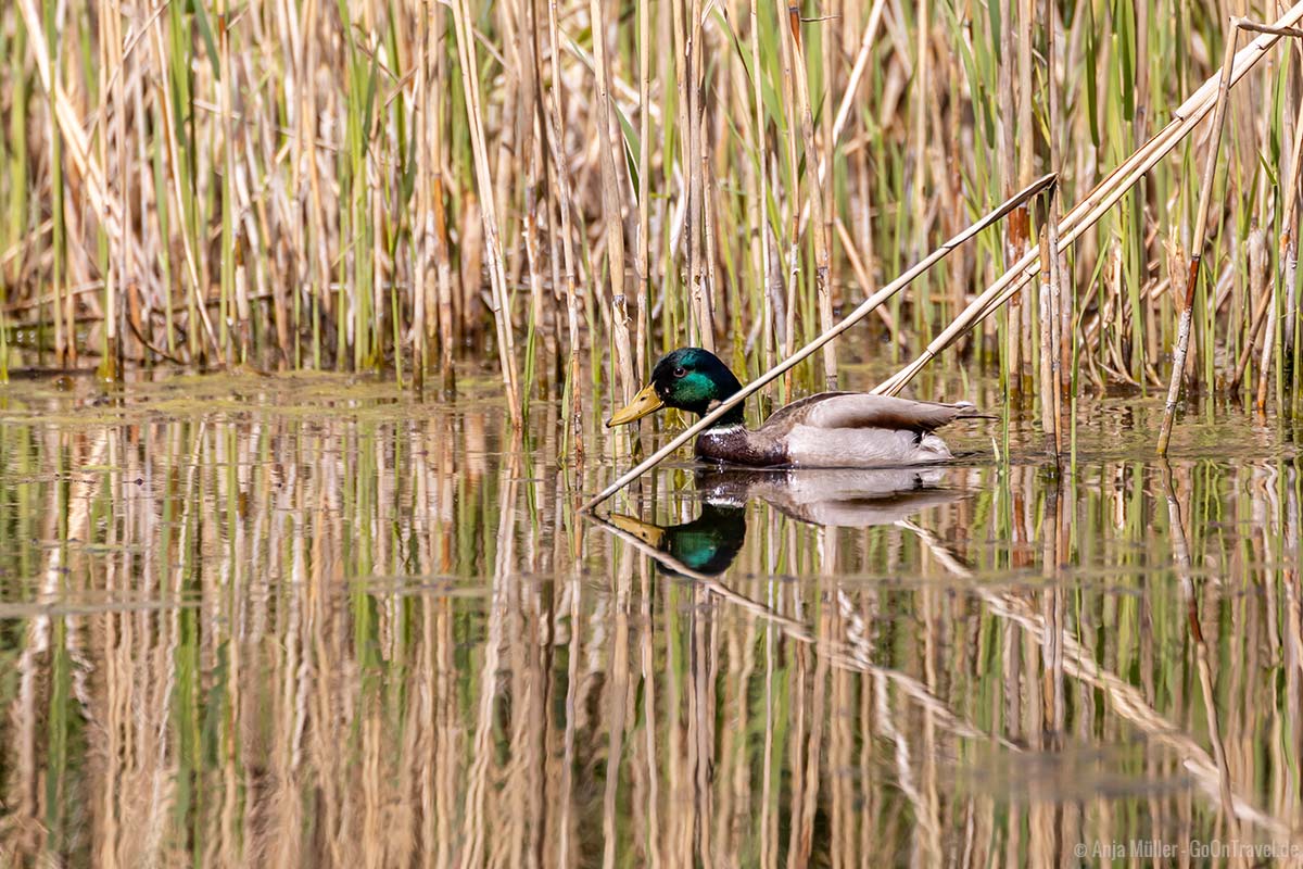 Paradies für Enten - der Niklassee Paradies für Enten - der Niklassee