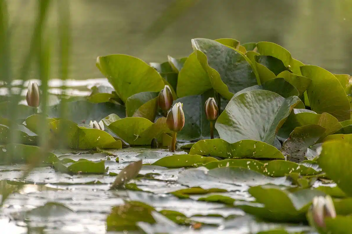Waldsee mit Seerosen Waldsee mit Seerosen