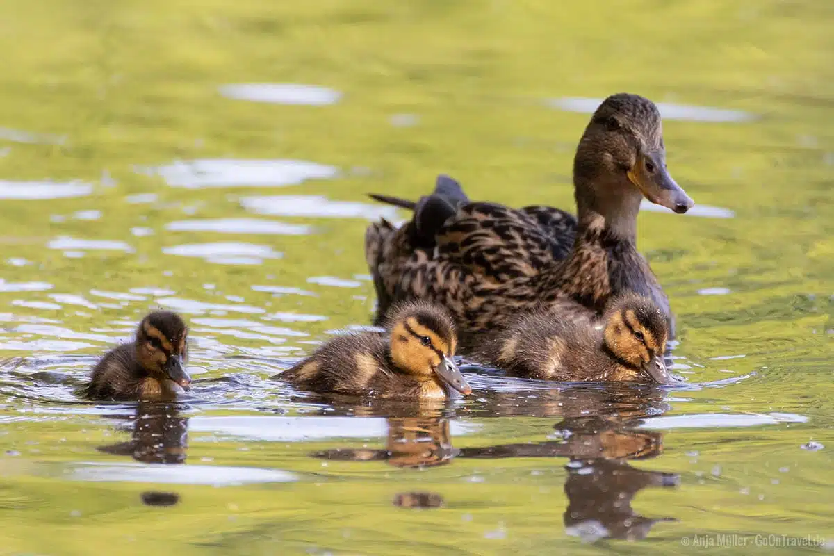 Ente mit Jungtieren Ente mit Jungtieren