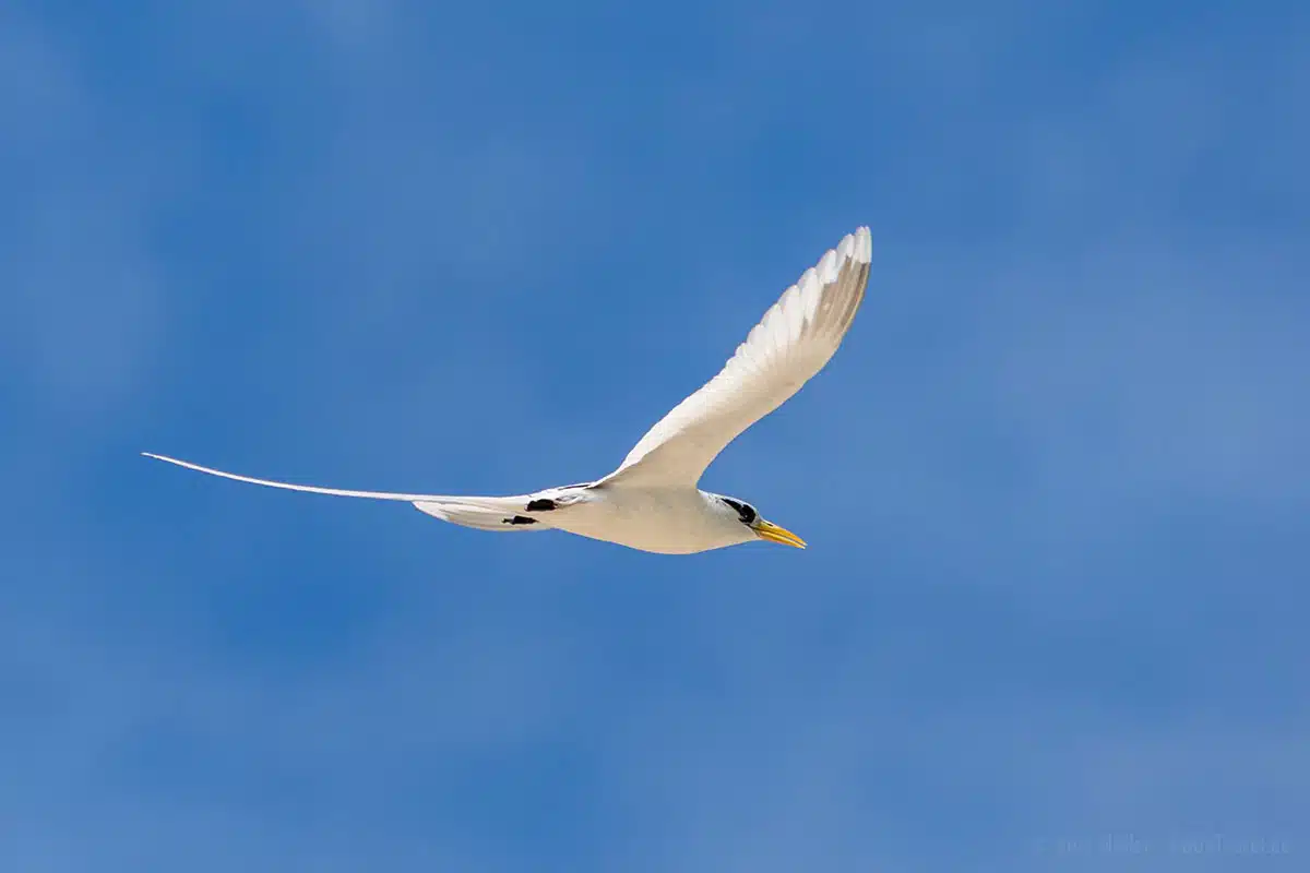 Weißschwanz-Tropikvogel im Flug