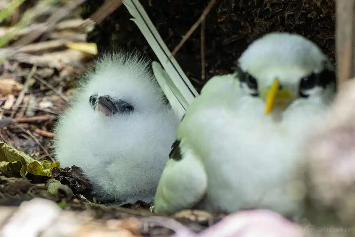 Weißschwanz-Tropikvogel mit Küken Weißschwanz-Tropikvogel mit Küken