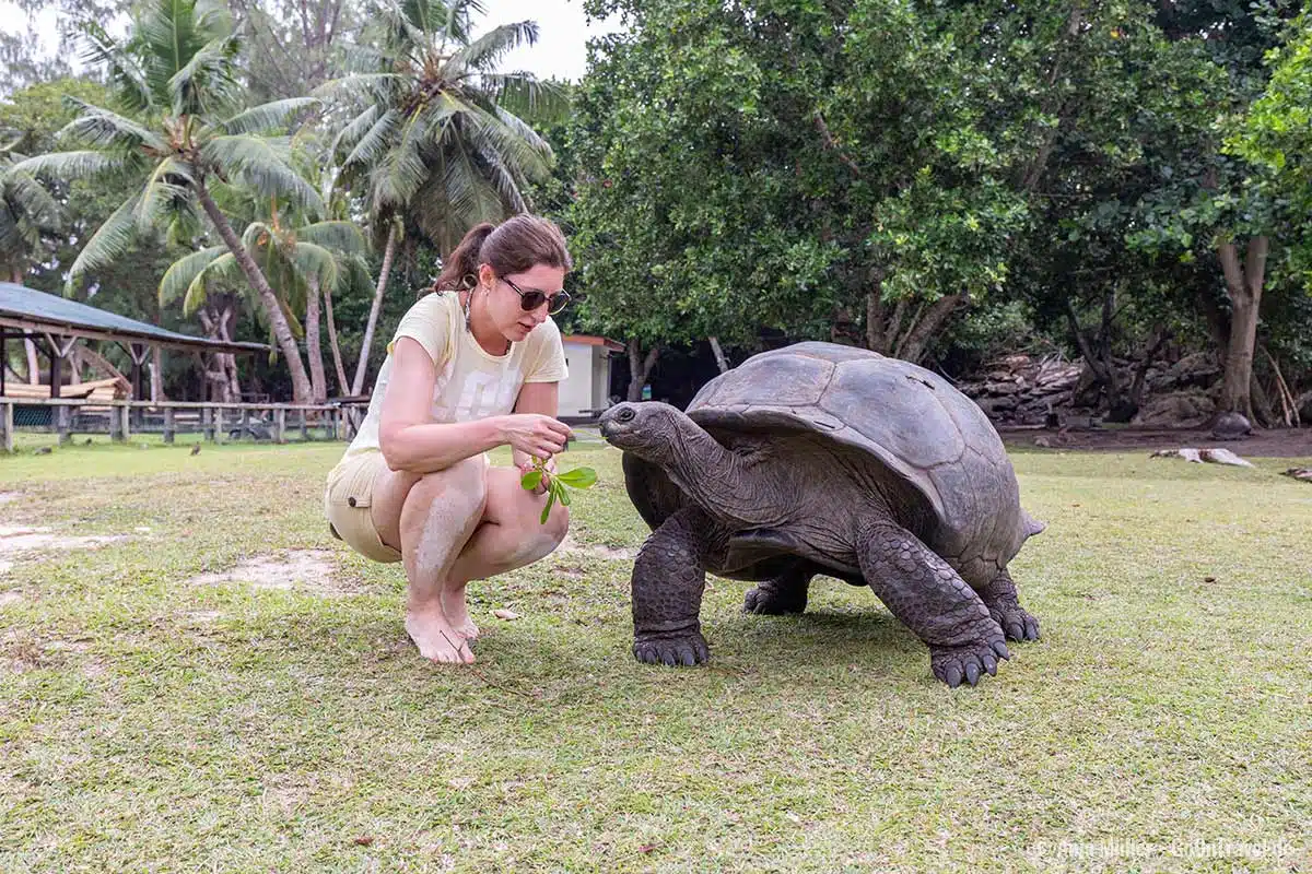 Füttern der Aldabra-Riesenschildkröte