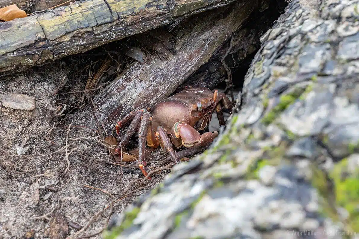 Krabbe im Versteck Krabbe im Versteck