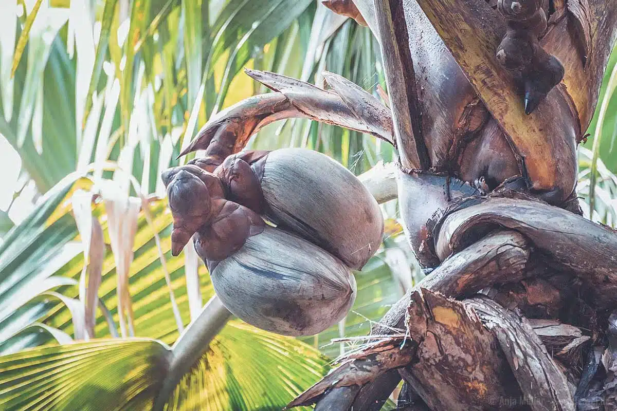 Wachsene Coco de Mer Wachsene Coco de Mer