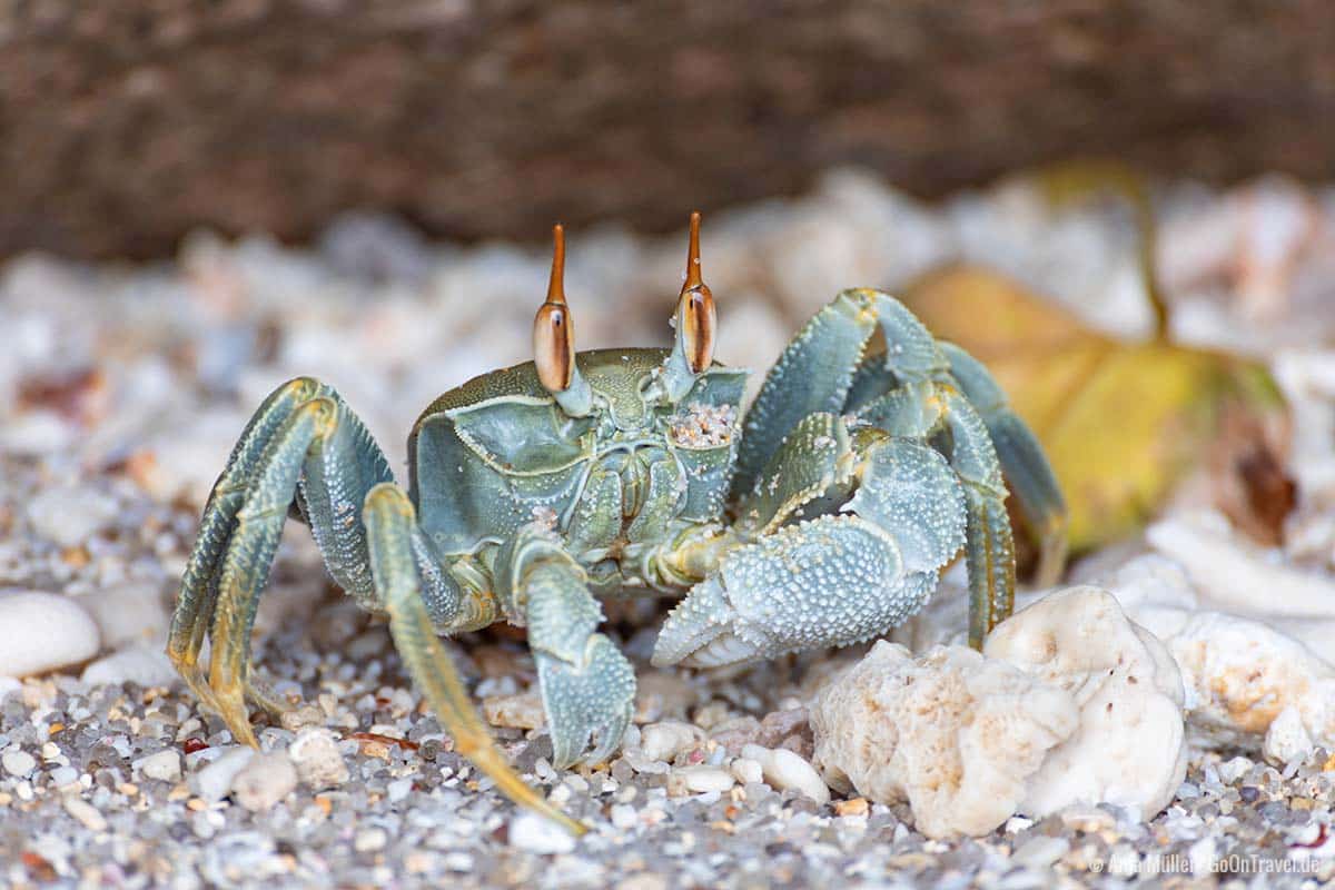 Eine Krabbe am Strand von Anse Louis