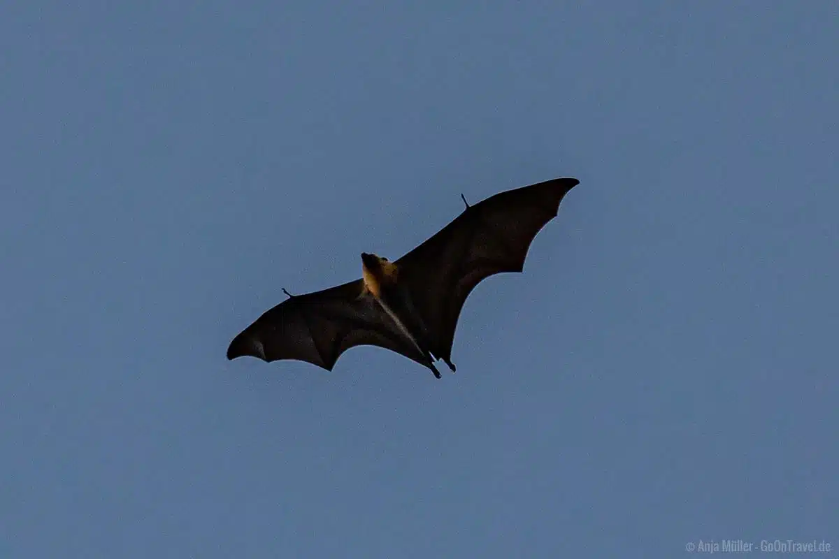 Flughund im Flug Flughund im Flug