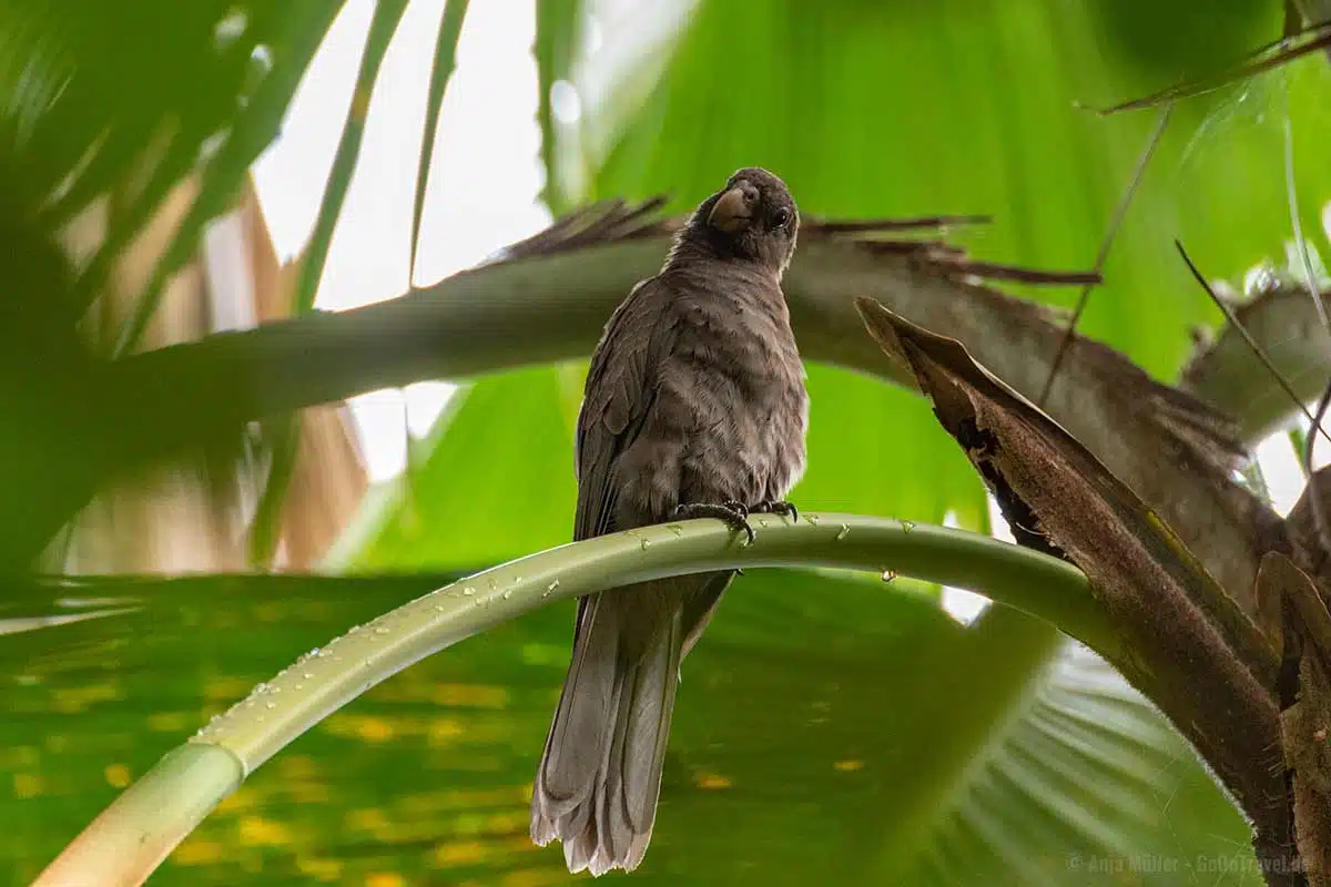 Black Parrot - Nationalvogel der Seychellen Black Parrot - Nationalvogel der Seychellen