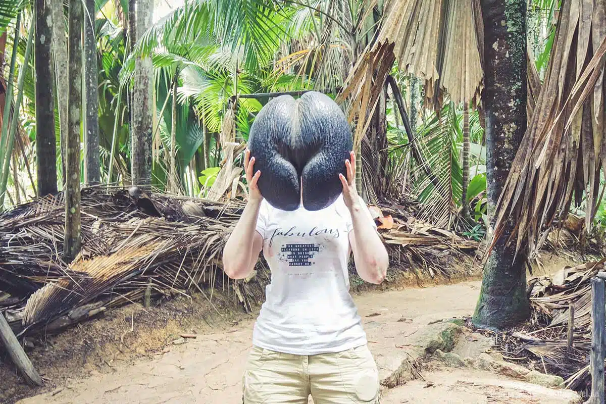 Coco de Mer ähnelt dem weiblichen Körper Coco de Mer ähnelt dem weiblichen Körper