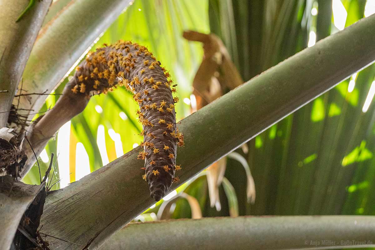 Männlicher Samen der Coco de Mer