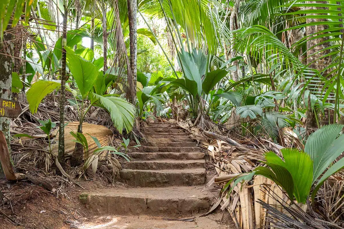 Einer der vielen schönen Wege im Vallée de Mai Nationalpark Einer der vielen schönen Wege im Vallée de Mai Nationalpark