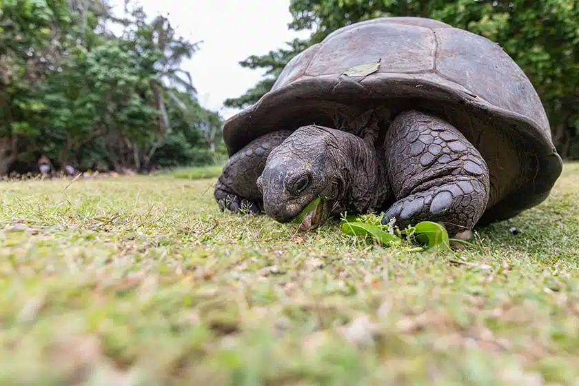 Seychellen Riesenschildkröete Seychellen Riesenschildkröete