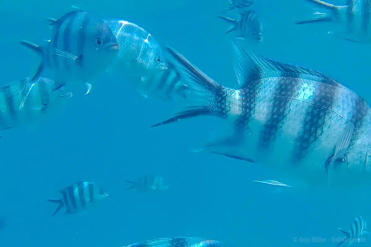 Den Zebra Riffbarschen ganz nah Den Zebra Riffbarschen ganz nah