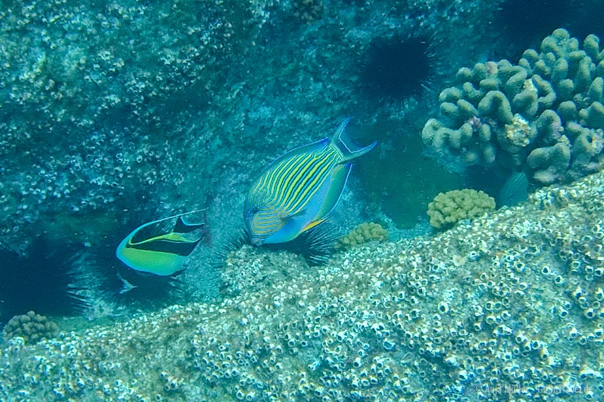 Ein Halfterfisch und ein Blaustreifen-Doktorfisch Ein Halfterfisch und ein Blaustreifen-Doktorfisch