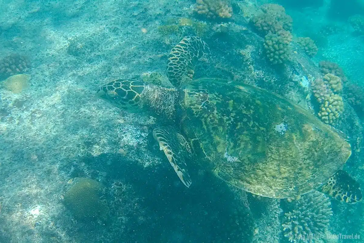 Meeresschildkröten kannst du sehr gut beim Schnorcheln vor den Seychellen beobachten