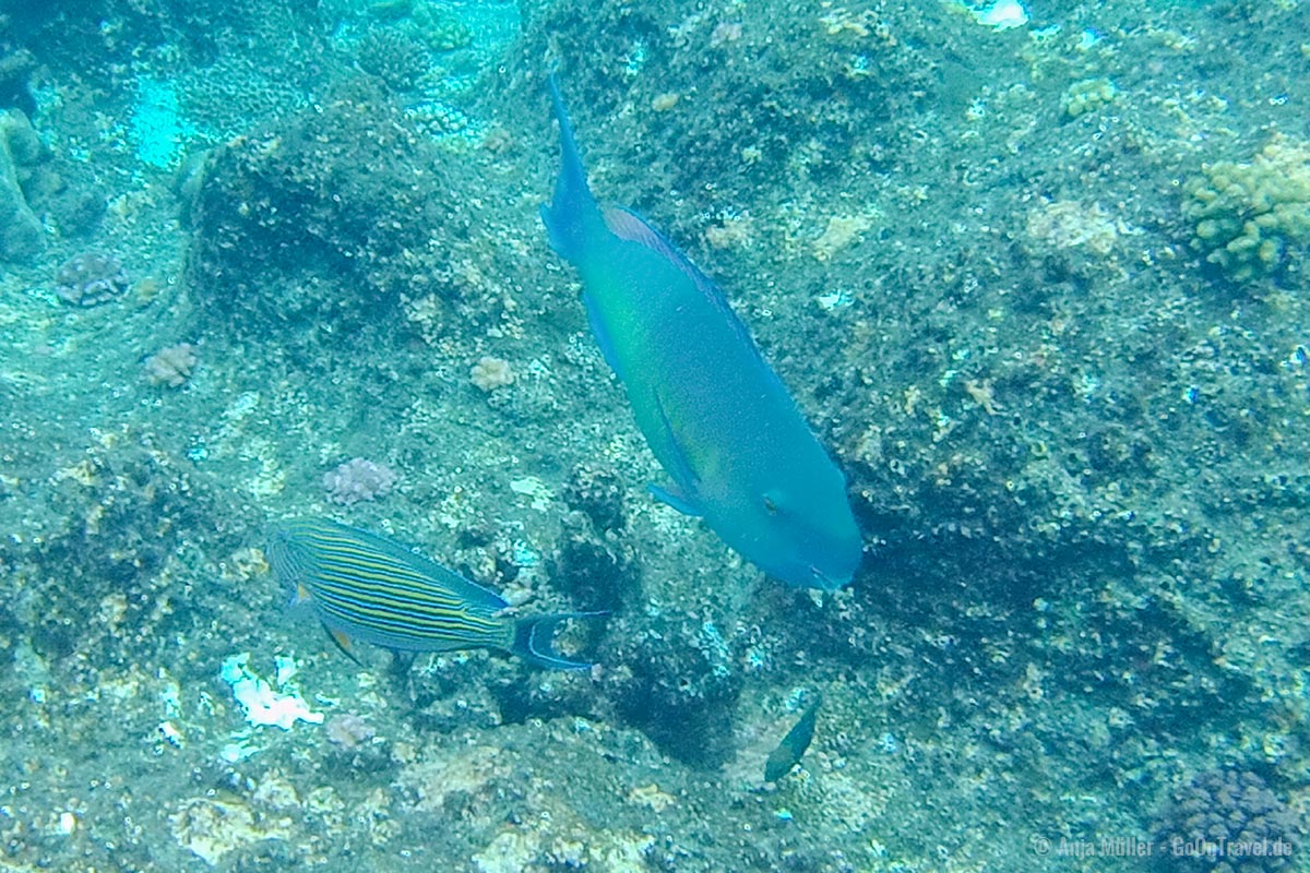 Ein Blaustreifen-Doktorfisch und ein Nasenhoecker-Papageifisch