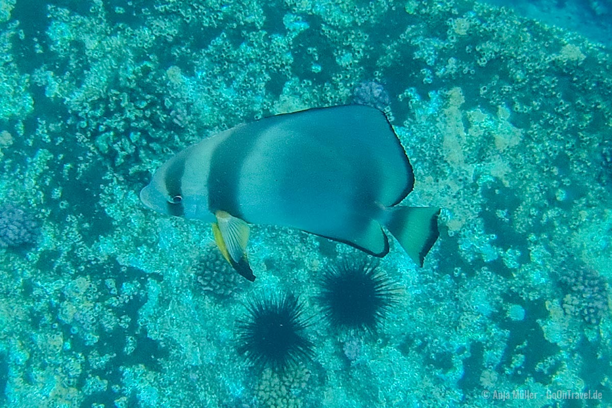 Ein Rundkopf-Fledermausfisch Ein Rundkopf-Fledermausfisch