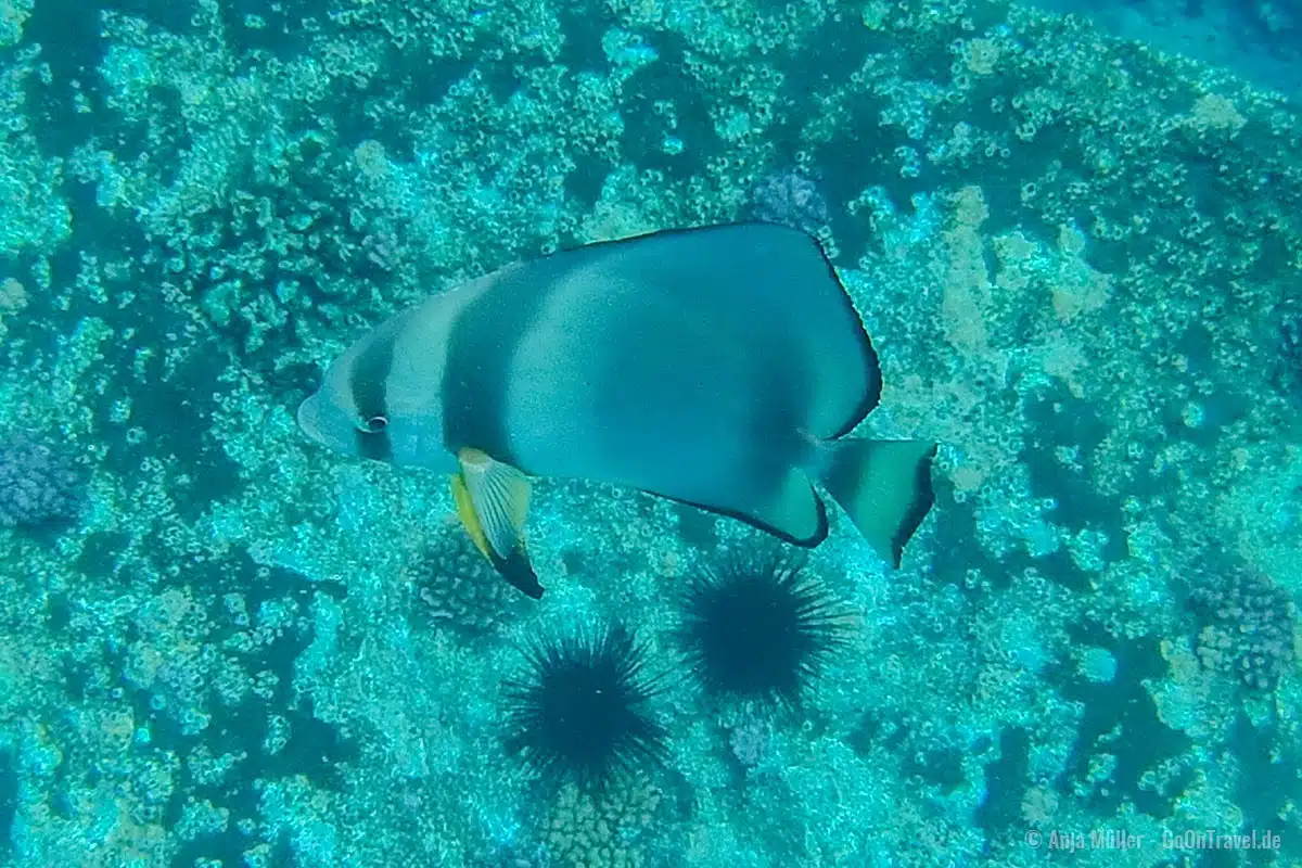 Ein Rundkopf-Fledermausfisch Ein Rundkopf-Fledermausfisch