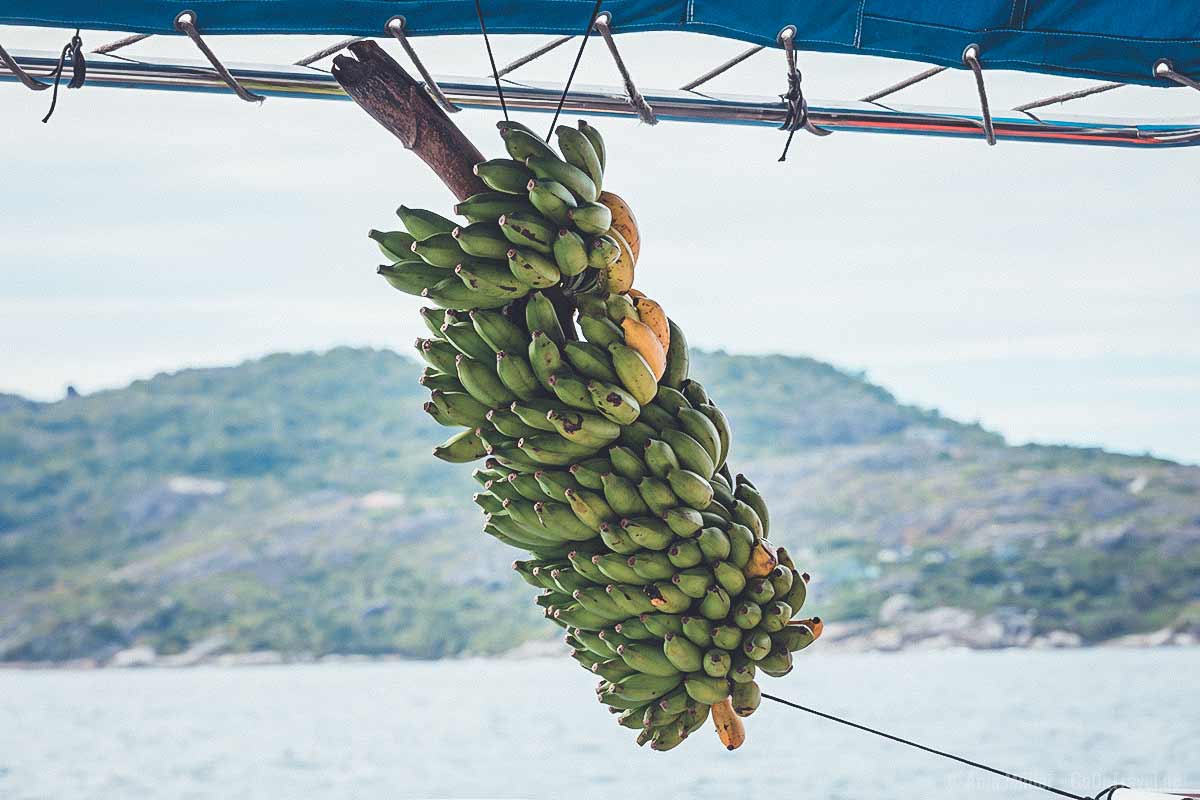 Eine Bananenstaude auf dem Deck