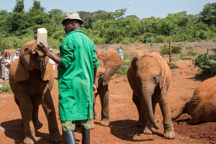 Sheldrick Wildlife Trust Nairobi