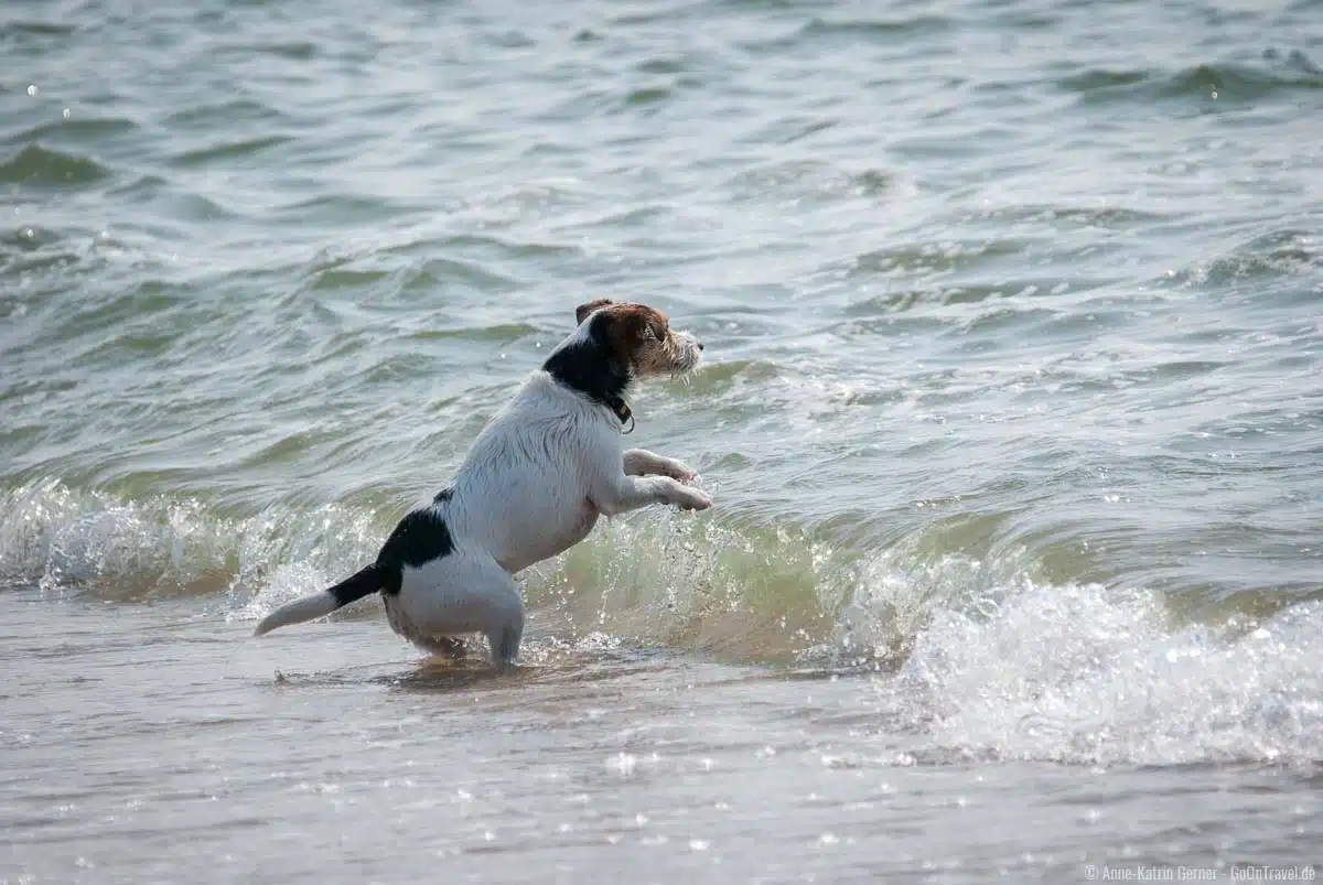 Silvester auf Sylt mit Hund? Kein Problem! Silvester auf Sylt mit Hund? Kein Problem!