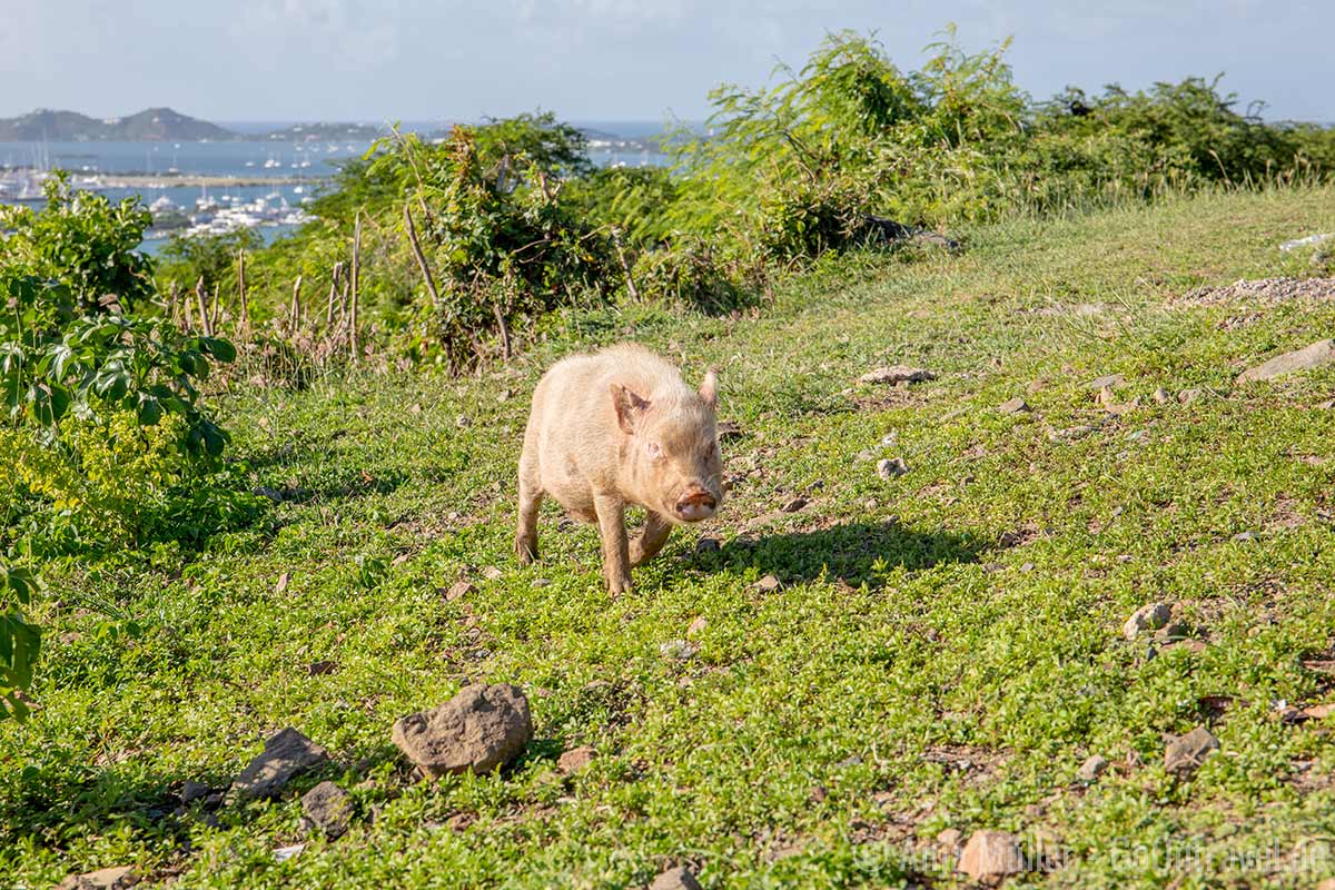 Schwein am Harold Jack Lookout Schwein am Harold Jack Lookout