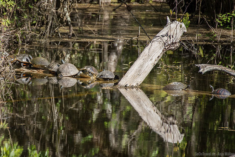 Augereiht sonnen sich die Schildkröten in der Sonne