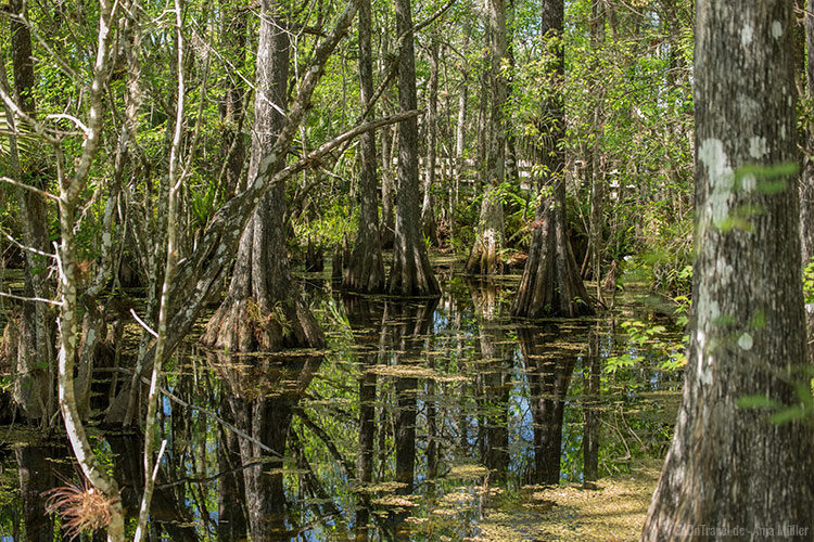 Sumpfzypressen im Six Mile Cypress Slough Preserve