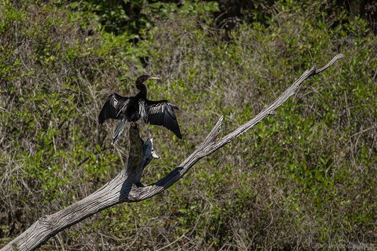 Ein Kormoran