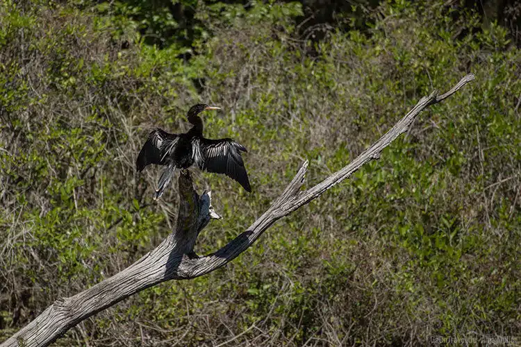 Ein Kormoran Ein Kormoran