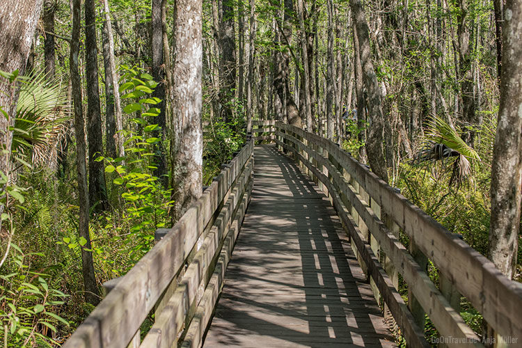 Der Holzrundweg im Six Mile Cypress Slough Preserve