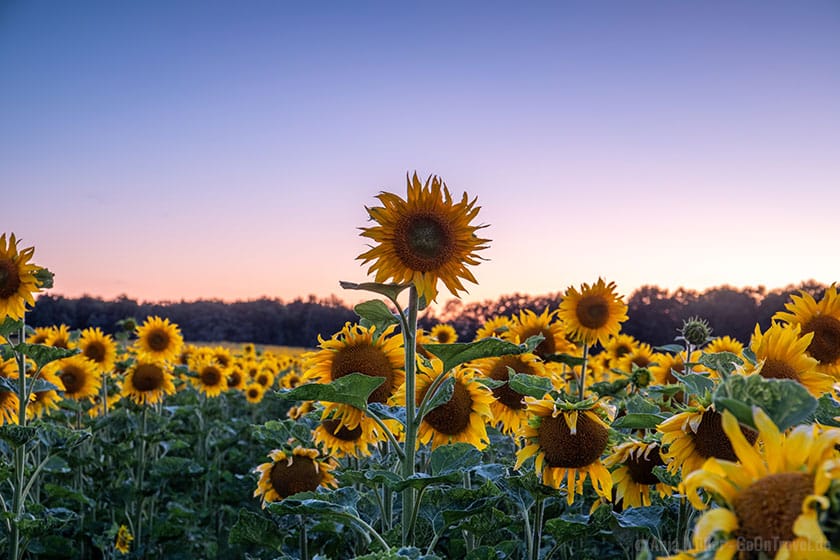 Sonnenblumenfeld zum Sonnenuntergang