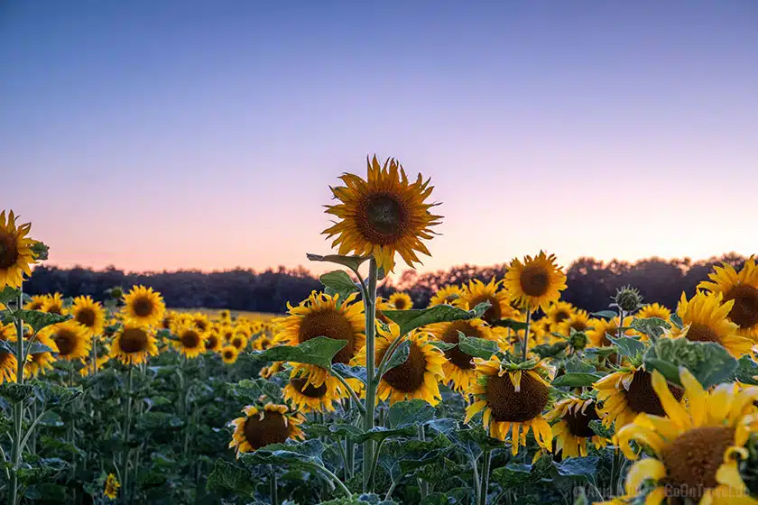Sonnenblumenfeld zum Sonnenuntergang Sonnenblumenfeld zum Sonnenuntergang