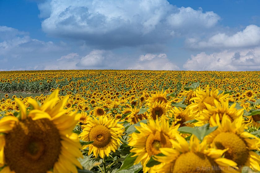 Sonnenblumenfeld am Tag