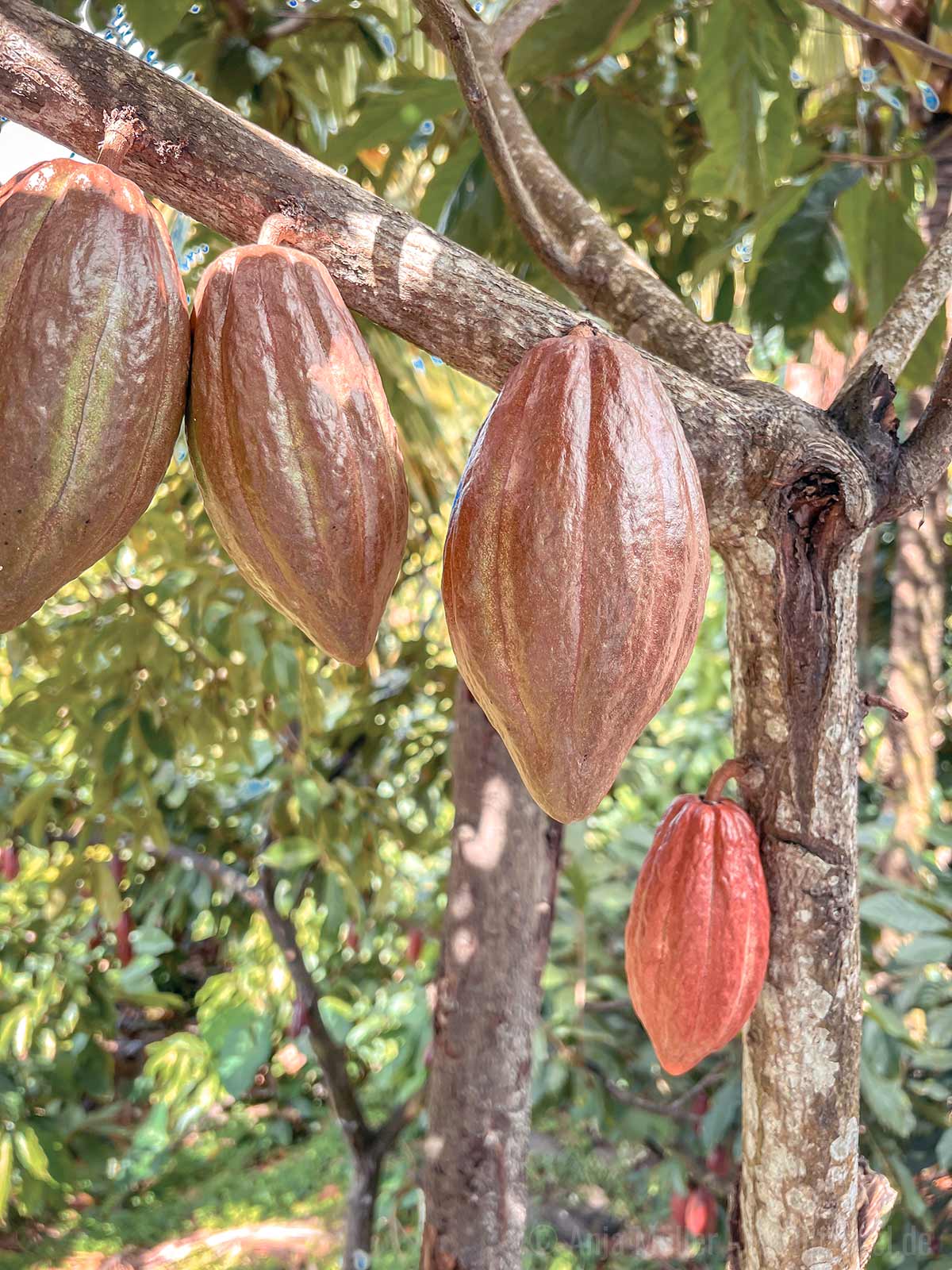 Auf St. Lucia gibt es nahe Soufriere eine Kakaoplantage
