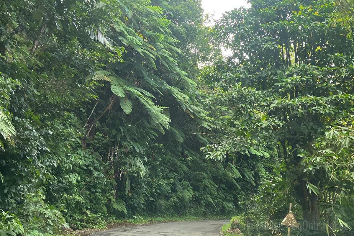 Waldgebiet auf St. Lucia