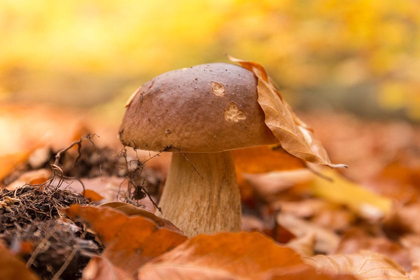 Steinpilz, nicht nur lecker sondern auch ein schönes Fotomotiv